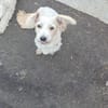 Don Camillo sucht sein Körbchen