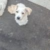 Don Camillo sucht sein Körbchen