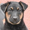 Stark "En cours d'adoption"