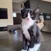 Pieter