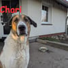 Chari: unsere Habiba (D - 17309)