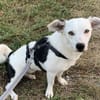 Terrier-Mix NAYA wäre gern Zweithund!
