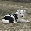 Terrier-Mix NAYA wäre gern Zweithund!