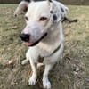 Terrier-Mix NAYA wäre gern Zweithund!