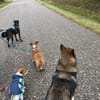 Charakterhund Lizu sucht eigene Familie