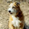 Charakterhund Lizu sucht eigene Familie