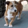 Charakterhund Lizu sucht eigene Familie