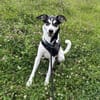 Toller Dobby sucht seine Familie