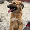 Nick sucht sein liebevolles Zuhause