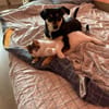 Jessy sucht ihr liebevolles Zuhause