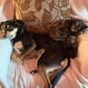 Jessy sucht ihr liebevolles Zuhause