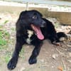 ELVIS möchte adoptiert werden