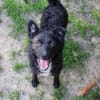 ELVIS möchte adoptiert werden