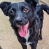 ELVIS möchte adoptiert werden