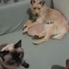Kira sucht ihr liebevolles Zuhause