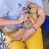 Bedingungslose Liebe auf 4 Pfoten