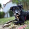 Hundedame BENI in PS auf 76829 Landau