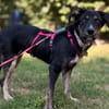 Hundedame BENI in PS auf 76829 Landau