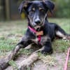 Hundedame BENI in PS auf 76829 Landau
