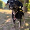 Hundedame BENI in PS auf 76829 Landau