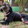 Hundedame BENI in PS auf 76829 Landau