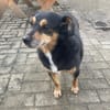 CHARLIE - sucht Menschen für Lebensabend