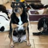 CHARLIE - sucht Menschen für Lebensabend