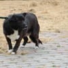 Kiko - aufgeweckt u. kinderlieb