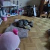Süße Tammi sucht liebevolles Zuhause