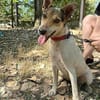❤ superliebe Familienhündin ROXY ❤