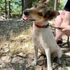 ❤ superliebe Familienhündin ROXY ❤