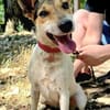 ❤ superliebe Familienhündin ROXY ❤