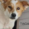 Ganz liebe Tiaga sucht ihr Körbchen
