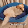 Ganz liebe Tiaga sucht ihr Körbchen