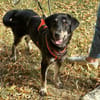 verspielter Pepper sucht Familie