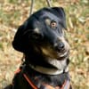 verspielter Pepper sucht Familie