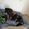 verspielter Pepper sucht Familie