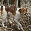 LOKI - ein -Gott zwischen den Welten-
