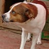 LOKI - ein -Gott zwischen den Welten-