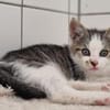 Kitten Abby, Milow, Luna und Mama Cloe