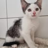 Kitten Abby, Milow, Luna und Mama Cloe