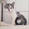 Kitten Abby, Milow, Luna und Mama Cloe