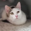 Kitten Abby, Milow, Luna und Mama Cloe