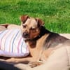 Bimba (45 cm) ist ein sanfter Schatz!