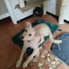 Liebe verspielte Anni sucht eine Familie