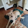 Liebe verspielte Anni sucht eine Familie