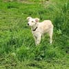 Liebe verspielte Anni sucht eine Familie