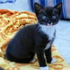 Kitten Lolle, Lotti, Lexi und Leni
