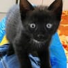 Kitten Lolle, Lotti, Lexi und Leni