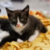 Kitten Lolle, Lotti, Lexi und Leni